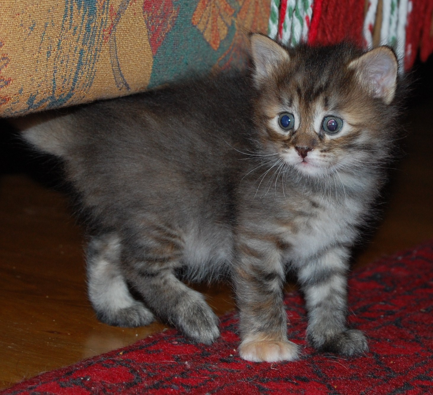 sibirisk katt Cam